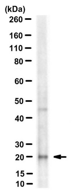 MilliporeSigma MED28, Mouse, Unlabeled, Clone: 7E1, 100&mu;g; Unlabeled:Antibodies,